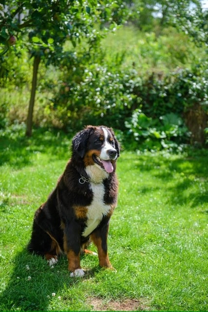 Vanille des Petits Cailloux De La Klentsch